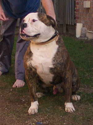 Gangbuster's ROCKY at 16 months and 43kg